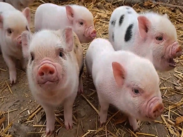 Lý giải điềm báo mơ thấy lợn mang đến ý nghĩa gì?