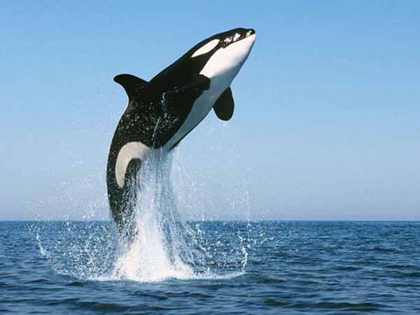 Mơ thấy cá voi – Giải mã điềm báo của giấc mơ thấy cá voi