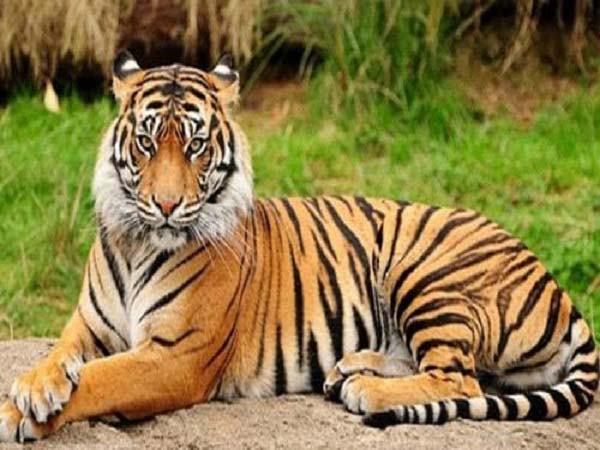 Ngủ mơ thấy con hổ là điềm báo hên hay xui ?