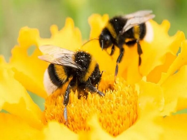 Mơ thấy ong đánh con gì? Ý nghĩa giấc mơ thấy ong