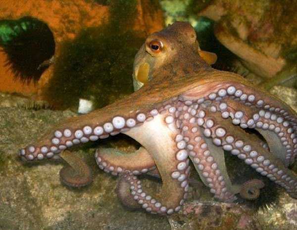 Mơ-thấy-bạch-tuộc