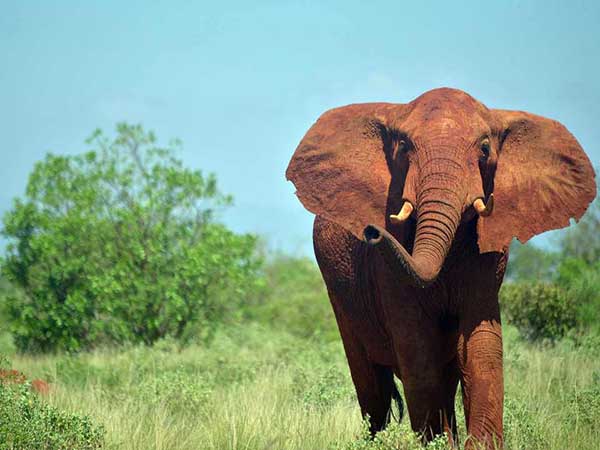 Mơ thấy voi – Ý nghĩa của giấc mơ thấy voi là gì