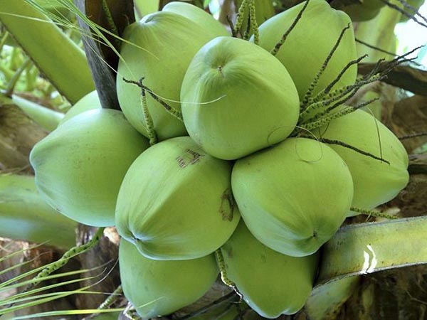 Nằm mơ thấy quả dừa – Giải mã chiêm bao thấy quả dừa có ý nghĩa gì
