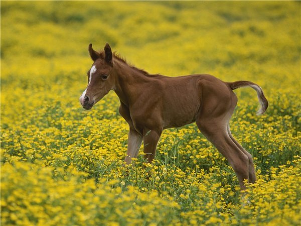 Mơ thấy ngựa là điềm báo lành hay dữ?