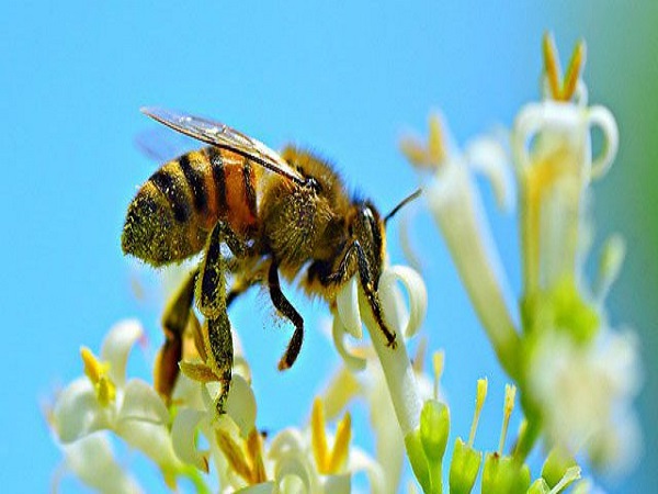 Nằm mơ thấy ong đánh con gì ăn chắc, có ý nghĩa điềm báo gì