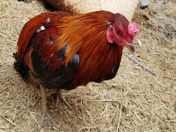 Các biện pháp phòng bệnh cho gà khi giao mùa
