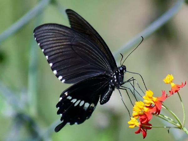 Con bướm đen đánh số mấy? Ý nghĩa giấc mơ thấy bướm đen