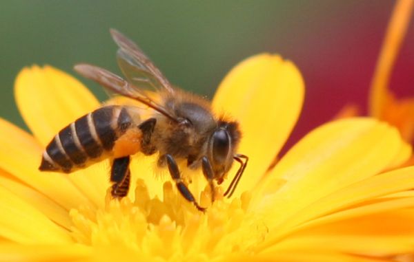 Giải mã ý nghĩa giấc mơ thấy con ong là điềm gì?