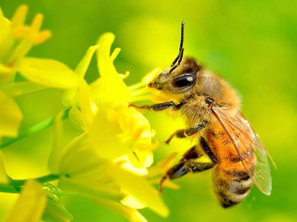 Nằm mơ thấy con ong số mấy? là điềm lành hay dữ?