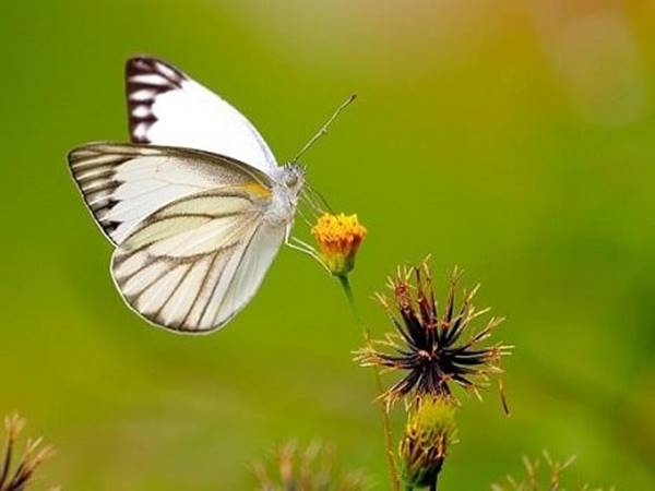 Nằm mơ thấy con bướm trắng đánh con gi? Nên chọn số mấy