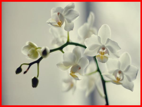 Thấy hoa lan trắng thường xuất hiện con số may mắn nào
