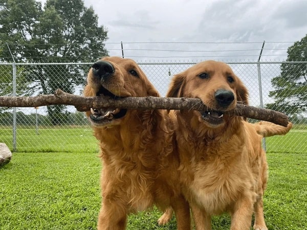 Bật mí nằm mơ thấy chó vàng là điềm gì, con gì may mắn?