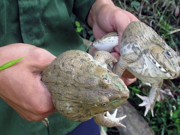 Nằm mơ thấy bắt ếch là điềm gì? Hên hay xui cần biết