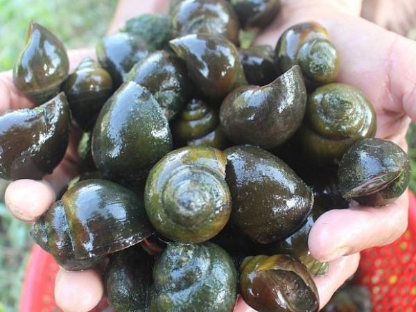 Luận giải ý nghĩa giấc mơ thấy bắt ốc là điềm gì?