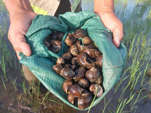 Giải mã nằm mơ thấy bắt ốc là điềm gì, con số gì phú quý?