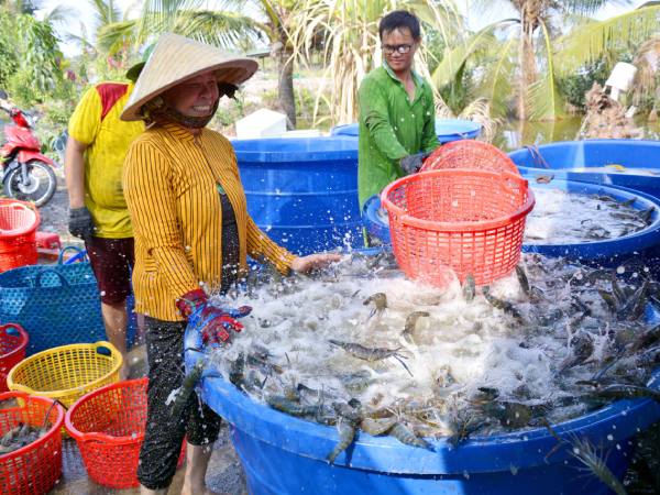 Chiêm bao thấy bắt tôm càng xanh