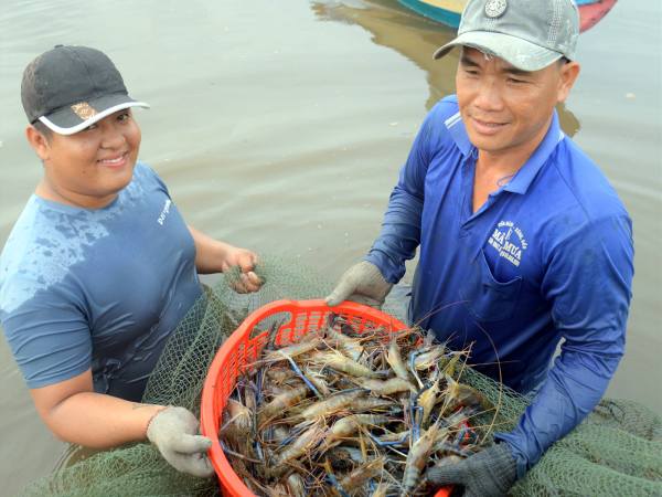 Nằm mơ thấy bắt tôm là điềm báo gì, con số gì phúc lộc?