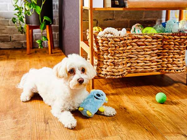 Nằm mơ thấy chó vào nhà là điềm báo gì, số gì lộc phát? Nằm mơ thấy chó vào nhà là điềm báo gì, số gì lộc phát?