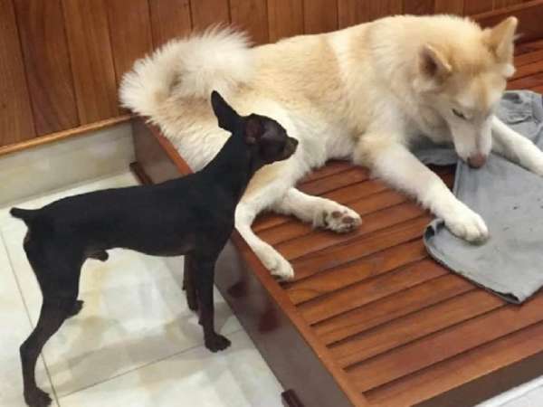 Luận giải ý nghĩa giấc mơ thấy chó vào nhà là điềm báo gì?