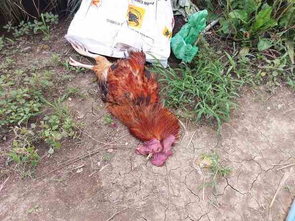 Nằm mơ thấy gà chết có điềm báo gì về tiền tài, sức khỏe?