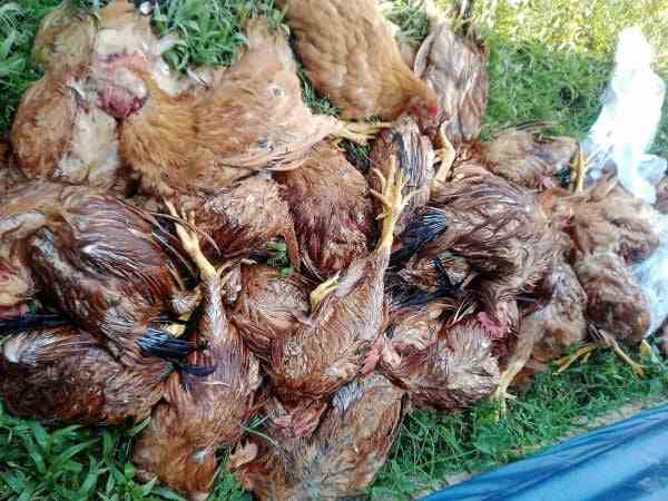 Nằm mơ thấy gà chết có điềm báo gì về tiền tài, sức khỏe?