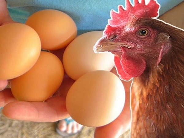 Nằm mơ thấy gà đẻ trứng là điềm gì, chọn con gì trúng?