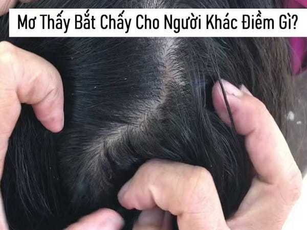 Giải mã chi tiết các giấc mơ thấy bắt chấy báo điều gì?