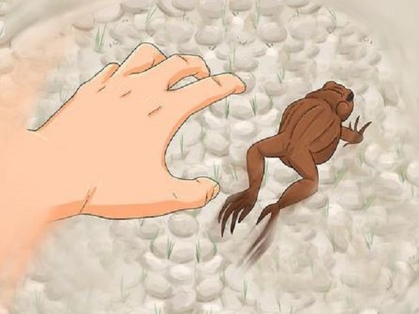 Nằm mơ thấy bắt ếch là hên hay xui?